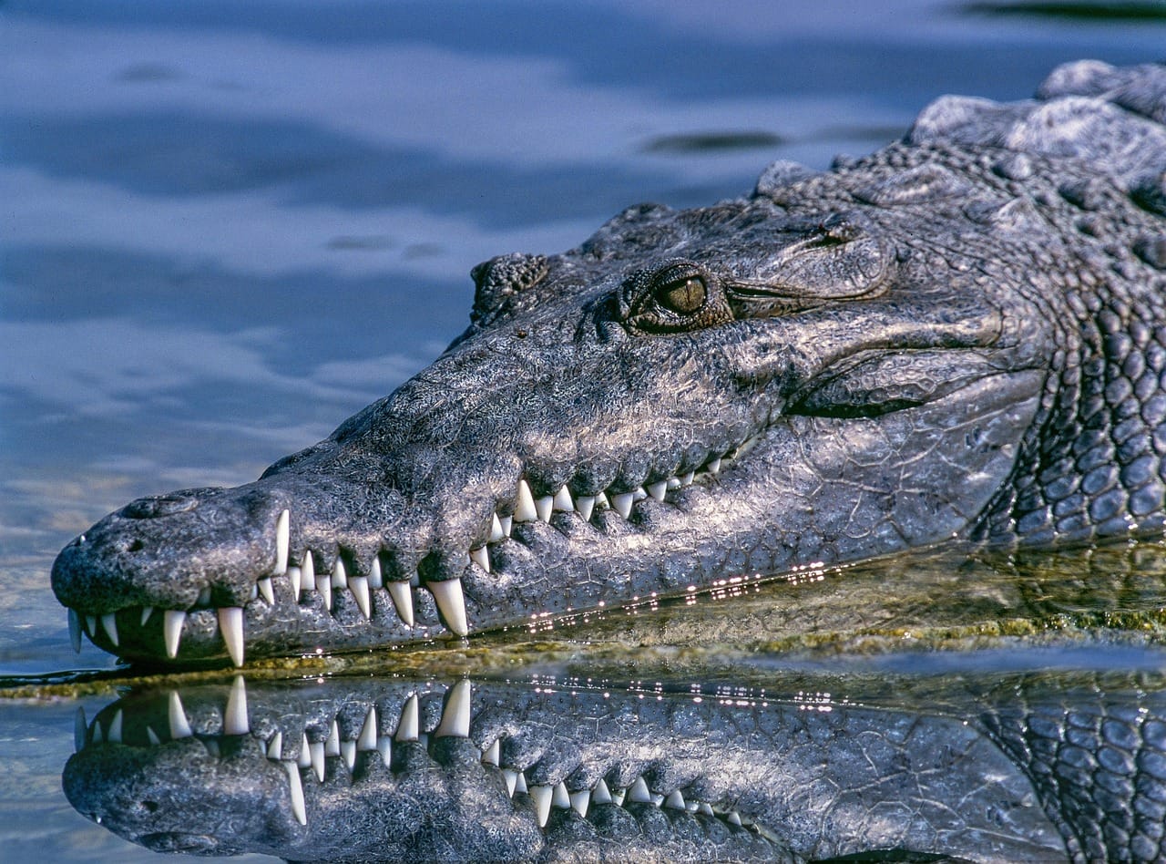 Crocodile Kills Father of Four in Indonesia as Children Watch